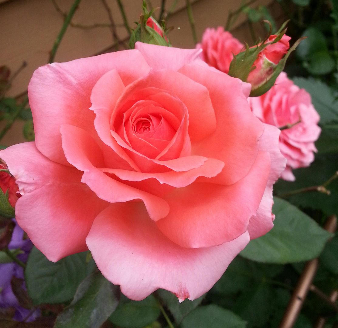  photo 20140821_120456-1_zpsen8cxtqf.jpg